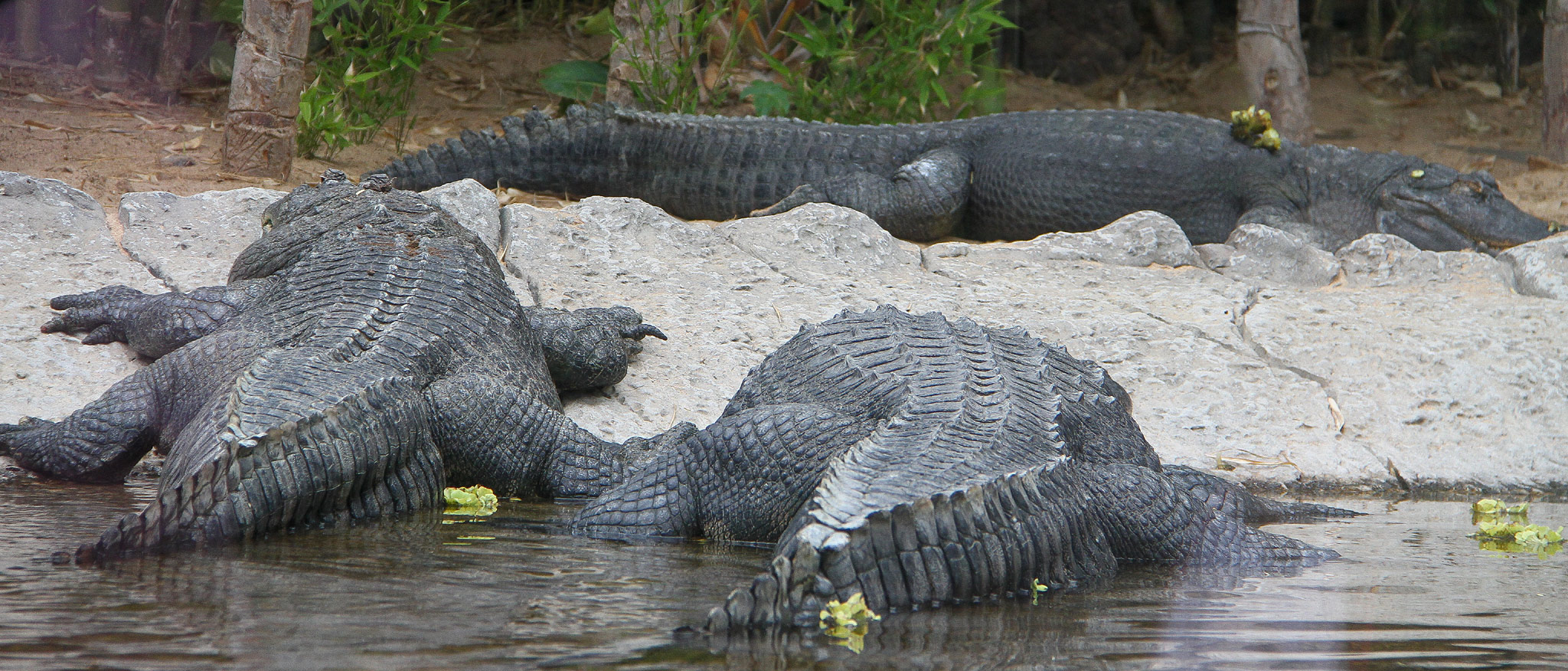 Loro Parque, Punta Brava, Tenerife
